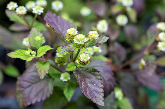 Aztec Sweet Herb Seeds for Planting – Heirloom Non-GMO Garden Seeds