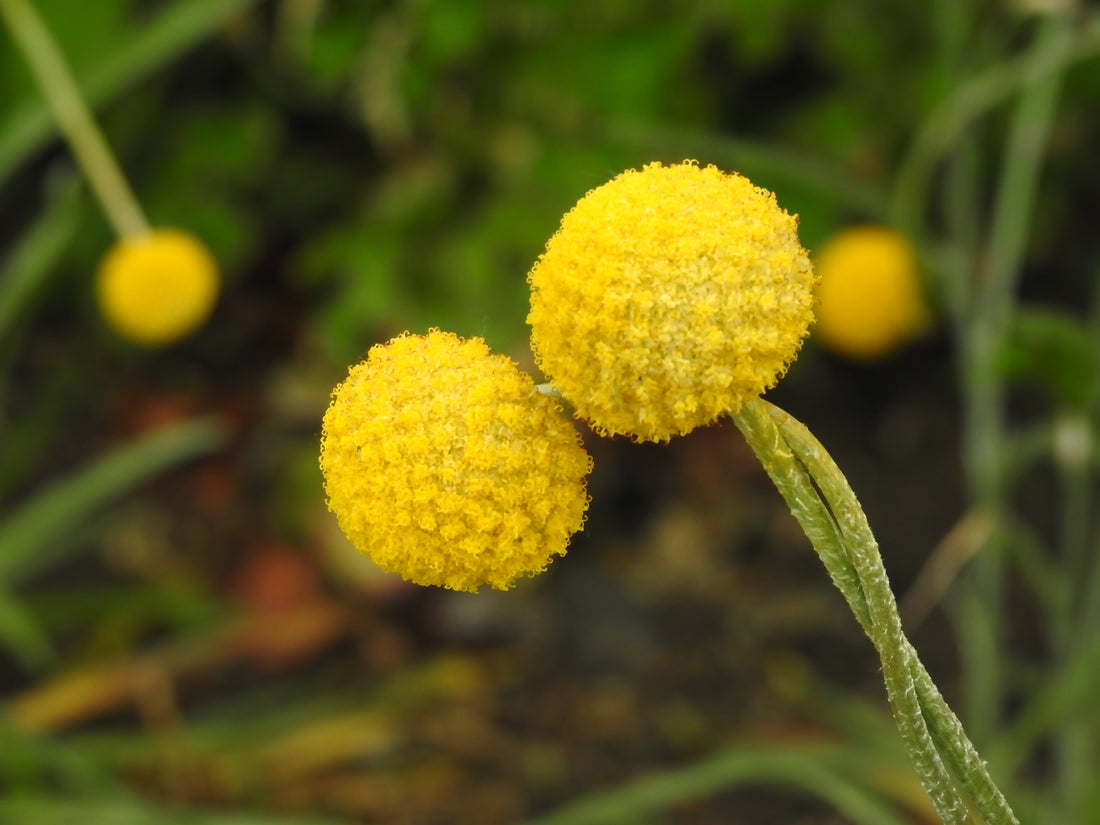 Yellow Button flower seeds