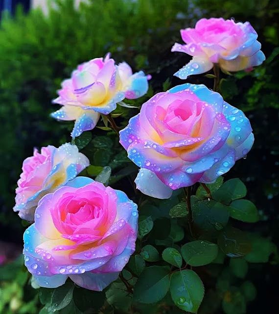 Sky Blue flower seeds