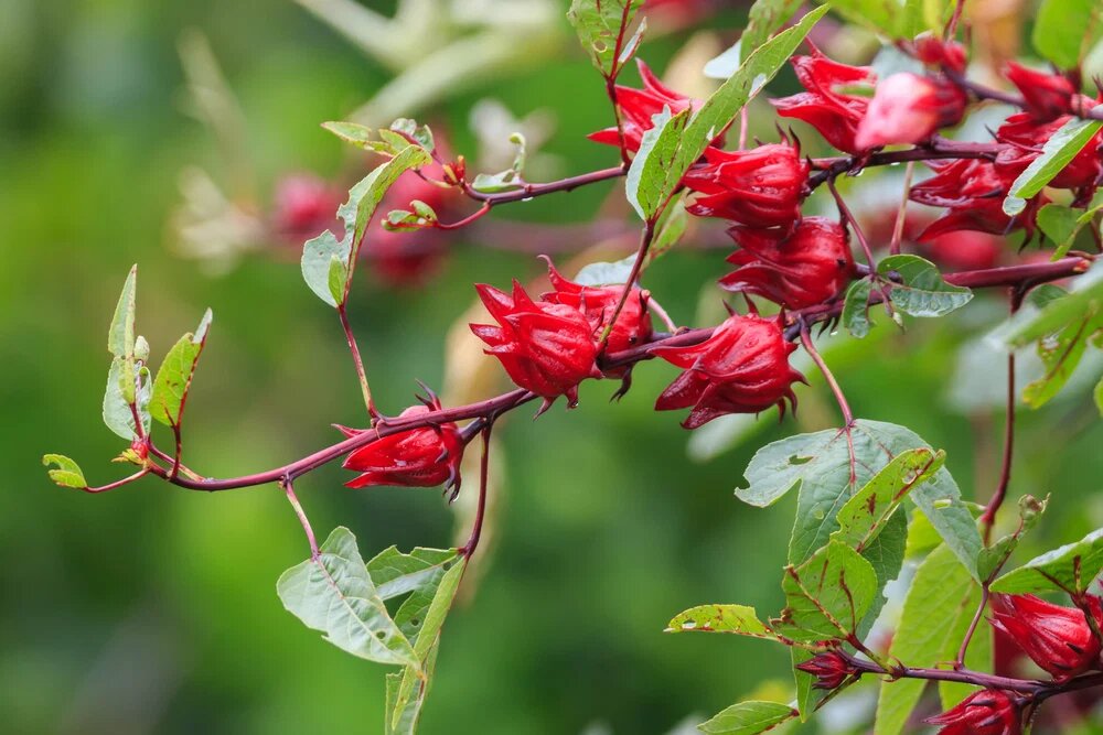 Roselle Herb Seeds for Planting – Hibiscus sabdariffa Garden Seeds