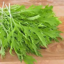 Baby leaf mizuna vegetable plants with fresh green serrated leaves