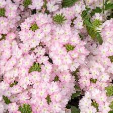 Soft Pink Verbena Flower Clusters with Green Foliage