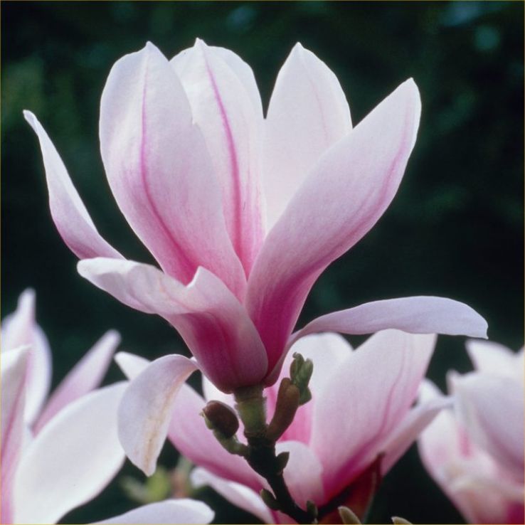 Baby Pink flower seeds