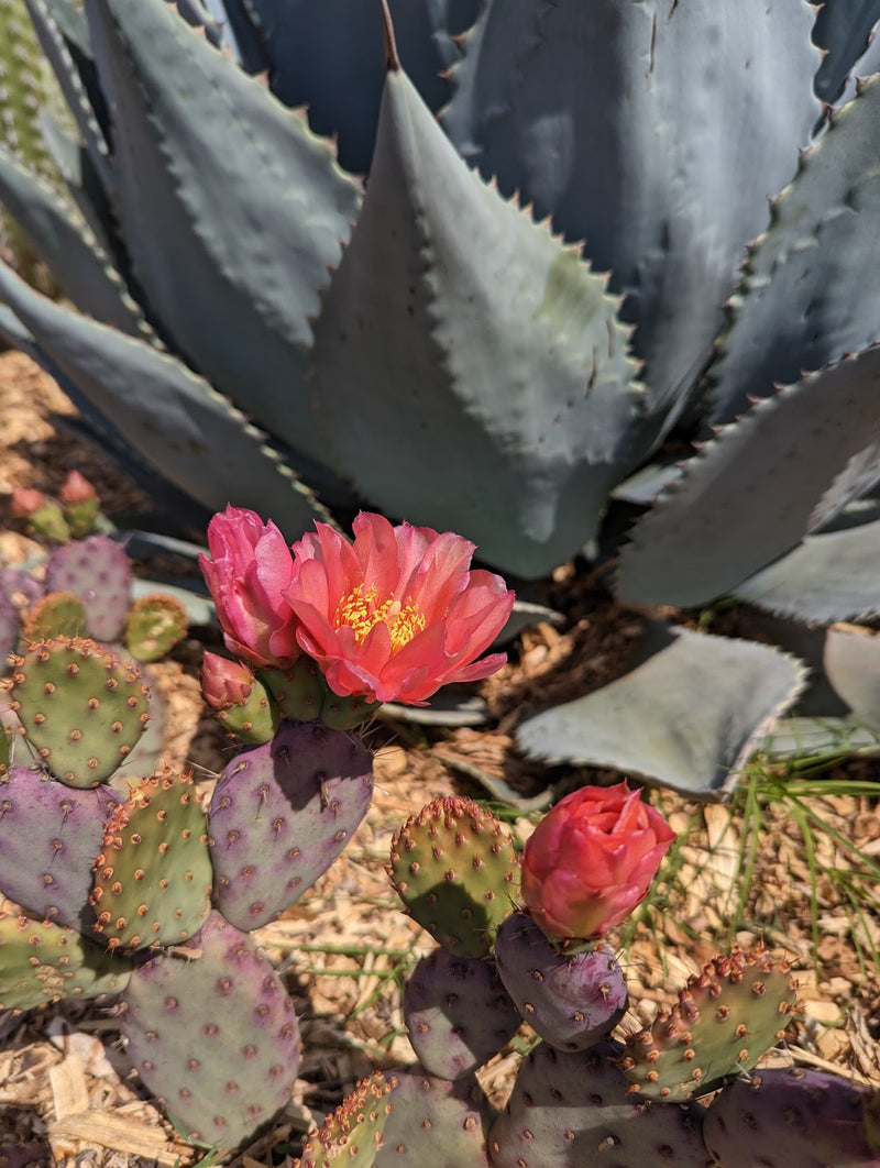 Opuntia Cactus Seeds for Planting – Heirloom Non-GMO Garden Seeds
