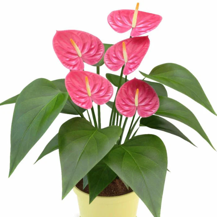 Pink Anthurium flower seeds