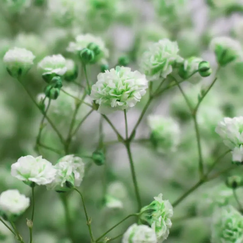 Green Gypsophila flower seeds