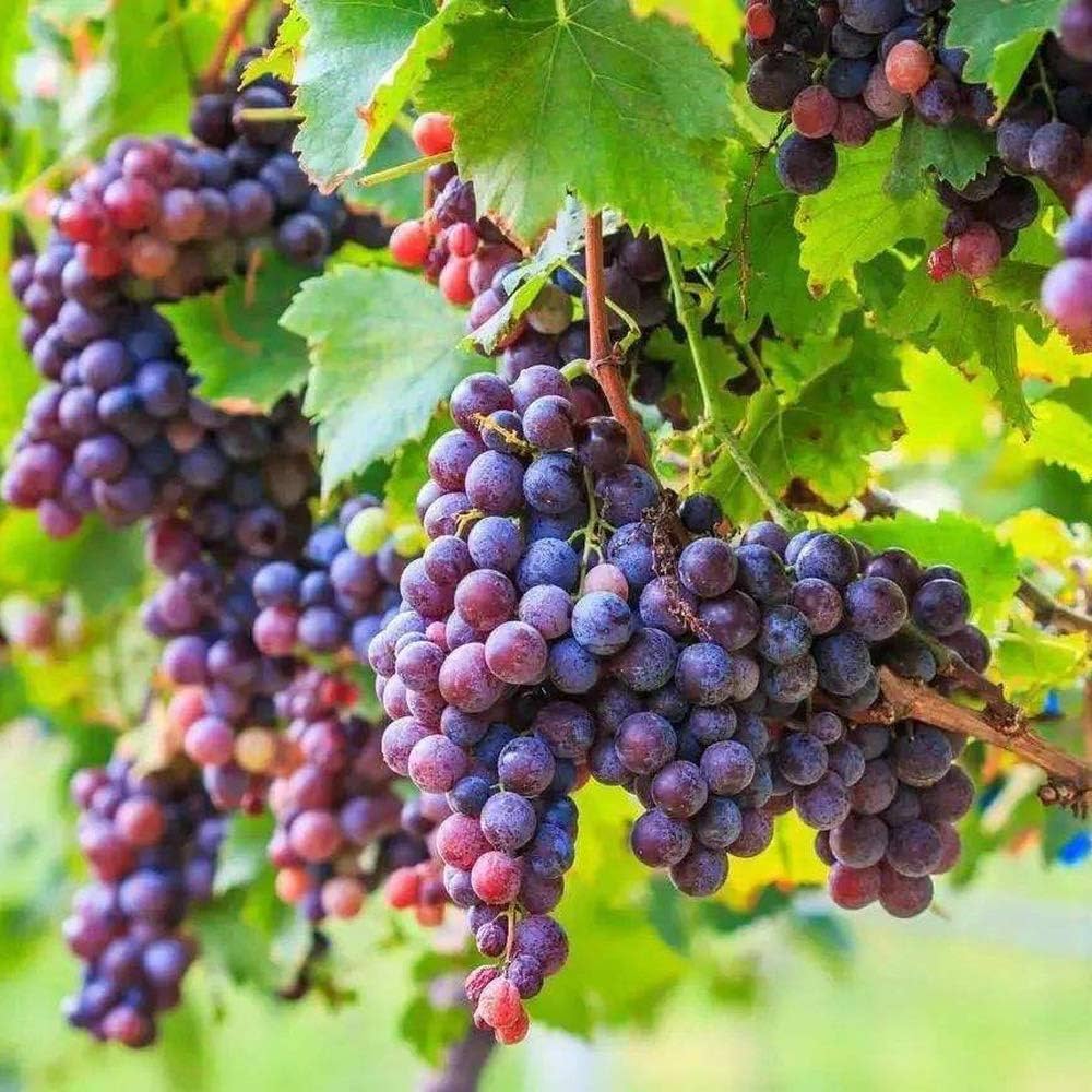 vitis vinifera grape seeds