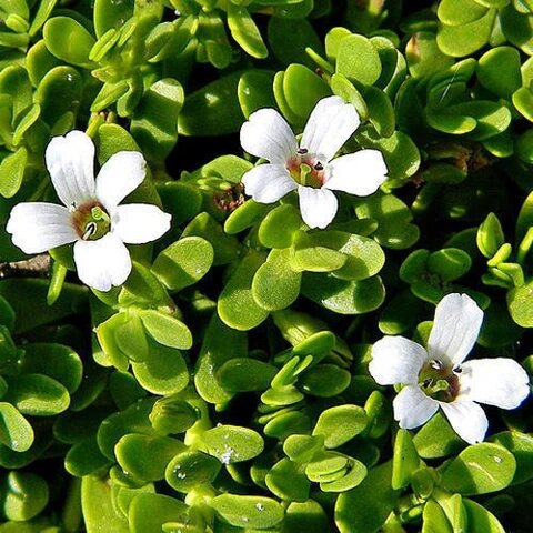 Bacopa Monnieri herb seeds for planting with green foliage and delicate white flowers