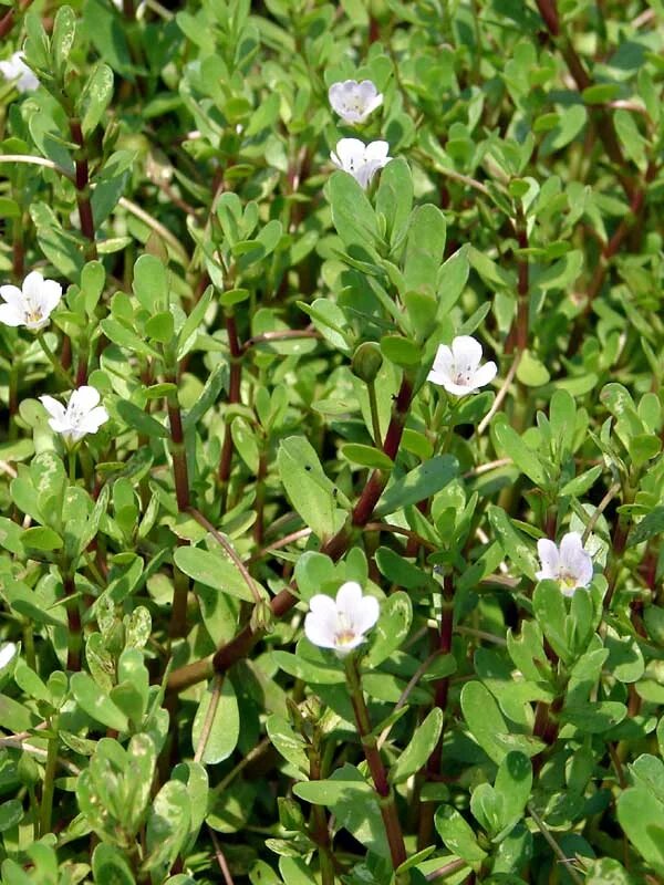 Bacopa Monnieri herb seeds for planting with green foliage and delicate white flowers