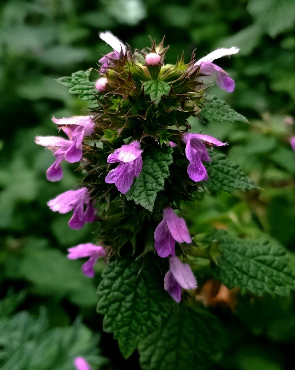 Ballota Nigra flower seeds