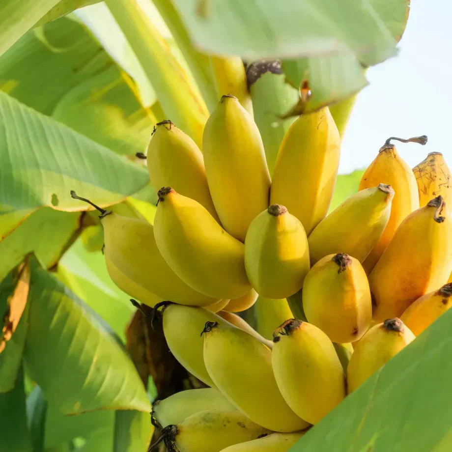 mixed color banana seeds