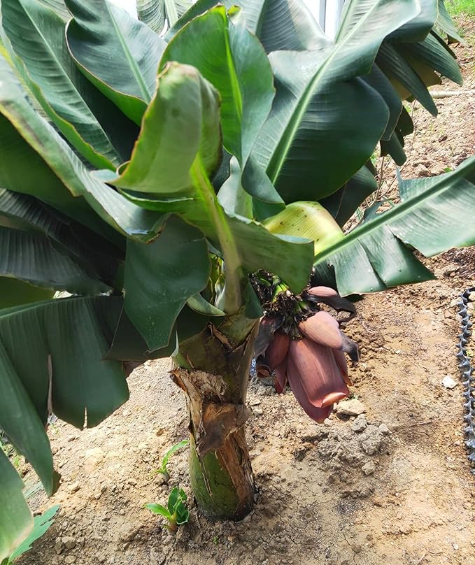 Banana Musa Fruit Seeds for Planting – Heirloom Tropical Banana Seeds