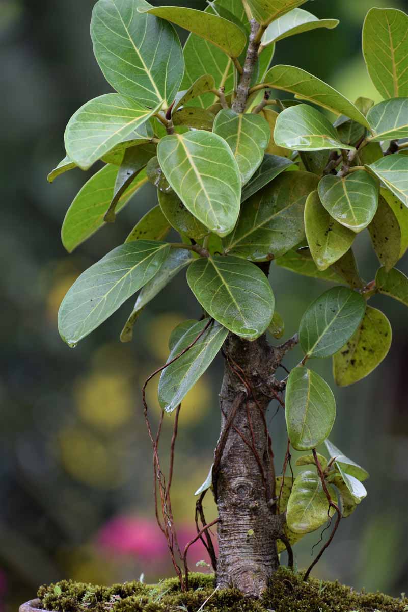 Banyan Tree Seeds for Planting – Ficus benghalensis tropical tree