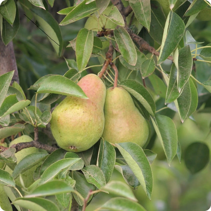 Bartlett pear tree growing in a sunny home garden with green foliage and pears
