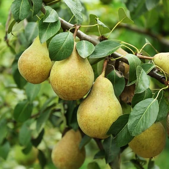 Bartlett pear tree growing in a sunny home garden with green foliage and pears