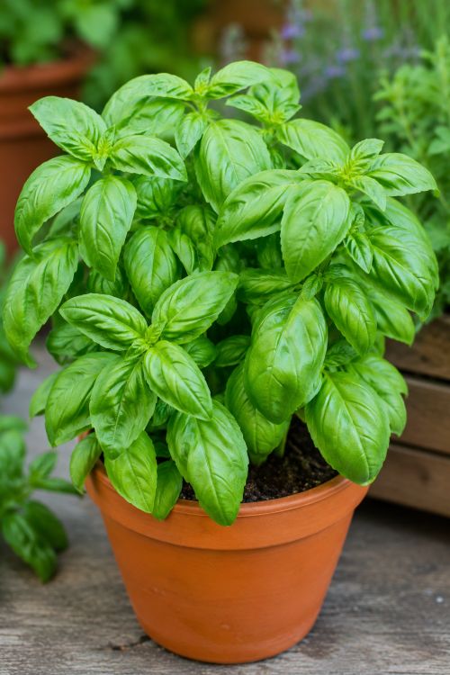 Basil Garden Herb Seeds growing into lush green culinary basil plants