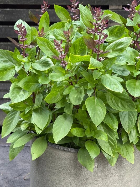 Aromatic Basil Herb Seeds growing into lush green basil plants in a home herb garden