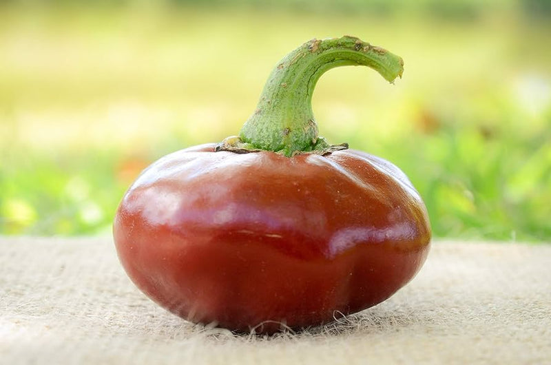 Basque Nora Pepper Seeds for Planting – Heirloom Non-GMO Garden Seeds