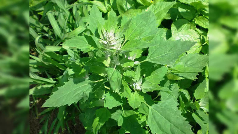 Bathua Seeds for Planting – Heirloom Non-GMO Garden Seeds