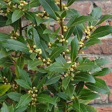 Bay Laurel Growing in Mediterranean Herb Garden