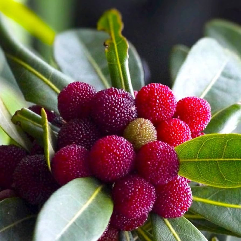 Bayberry Fruit Seeds for Planting – Heirloom Non-GMO Garden Seeds