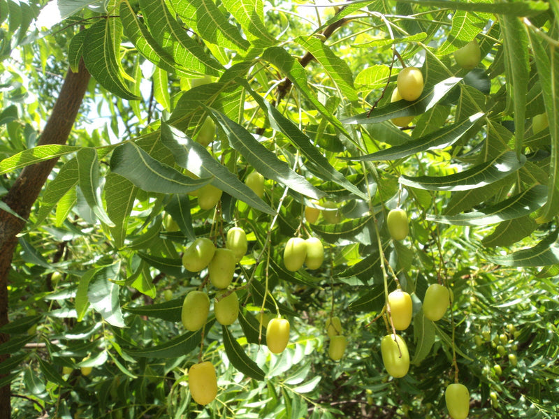 Neem Tree Seeds for Planting – Heirloom Non-GMO Garden Seeds