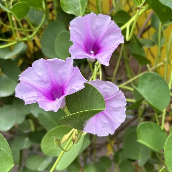 Ipomea Pescaprae flower seeds