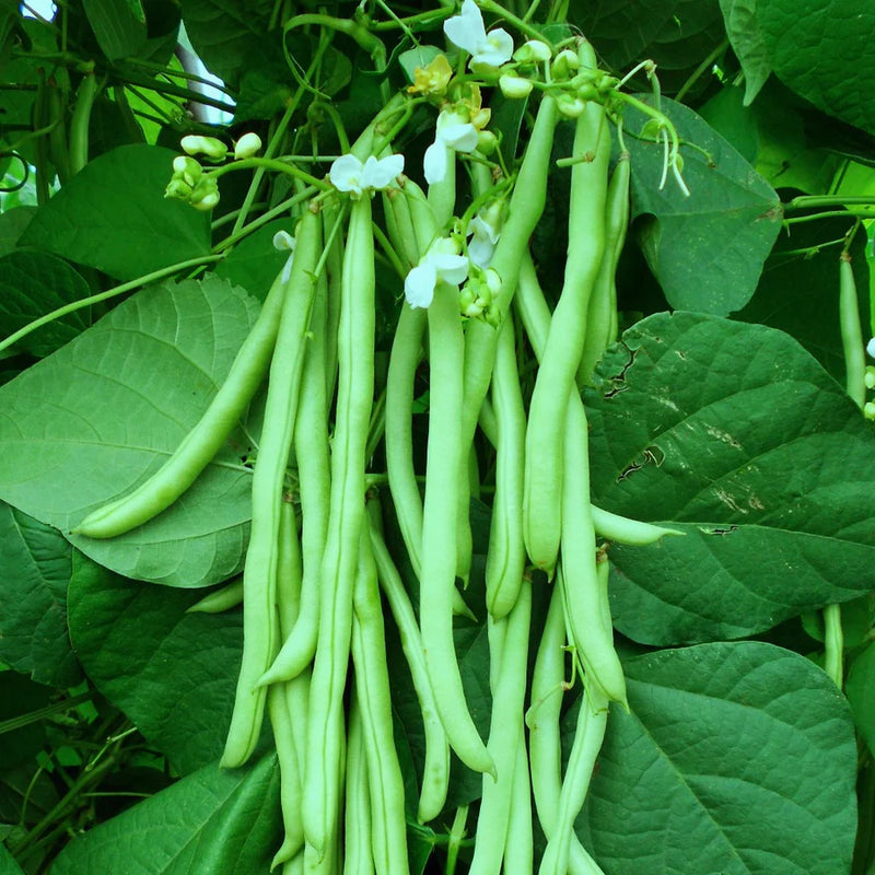 Bush Bean Seeds for Planting – Heirloom Non-GMO Garden Seeds