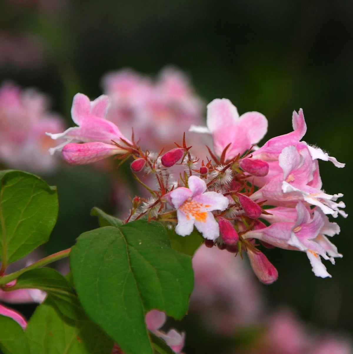 Beauty Bush Flower Seeds for planting and pink Kolkwitzia amabilis flowers
