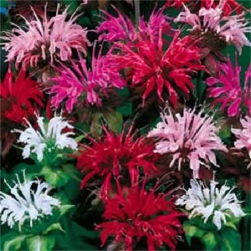 Bee Balm Mix Flower Seeds for Planting – Heirloom Non-GMO Garden Seeds