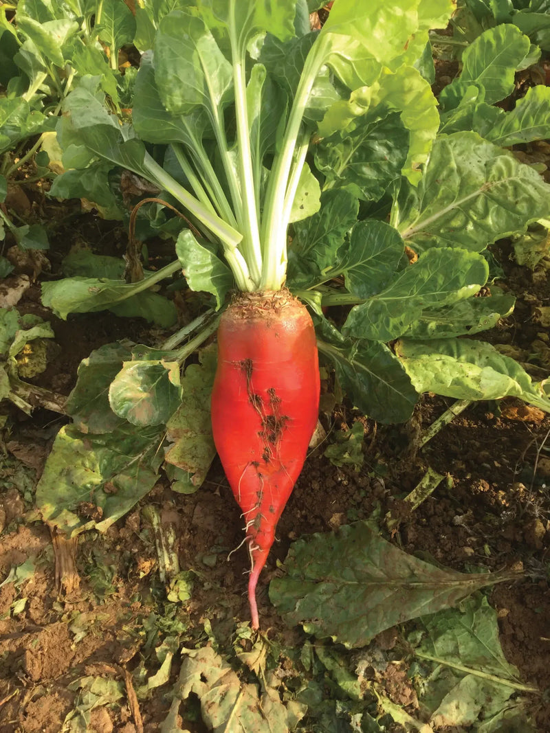 Fodder Beet Seeds for Planting – Heirloom Non-GMO Garden Seeds