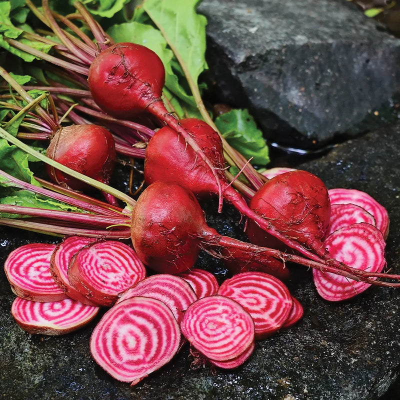 Chioggia Beet Seeds for Planting – Heirloom Non-GMO Garden Seeds