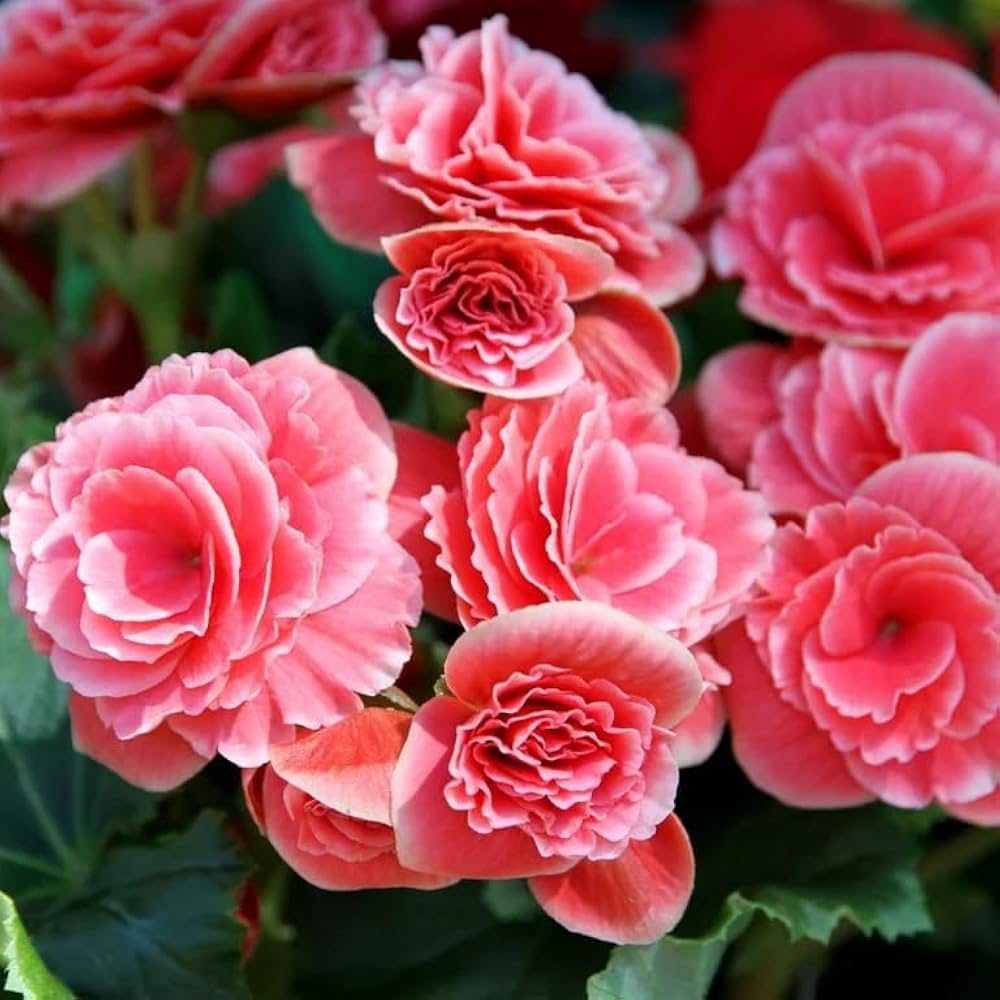 Flower flower seeds