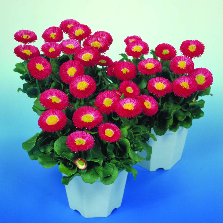 Rose Bellis Perennis plant