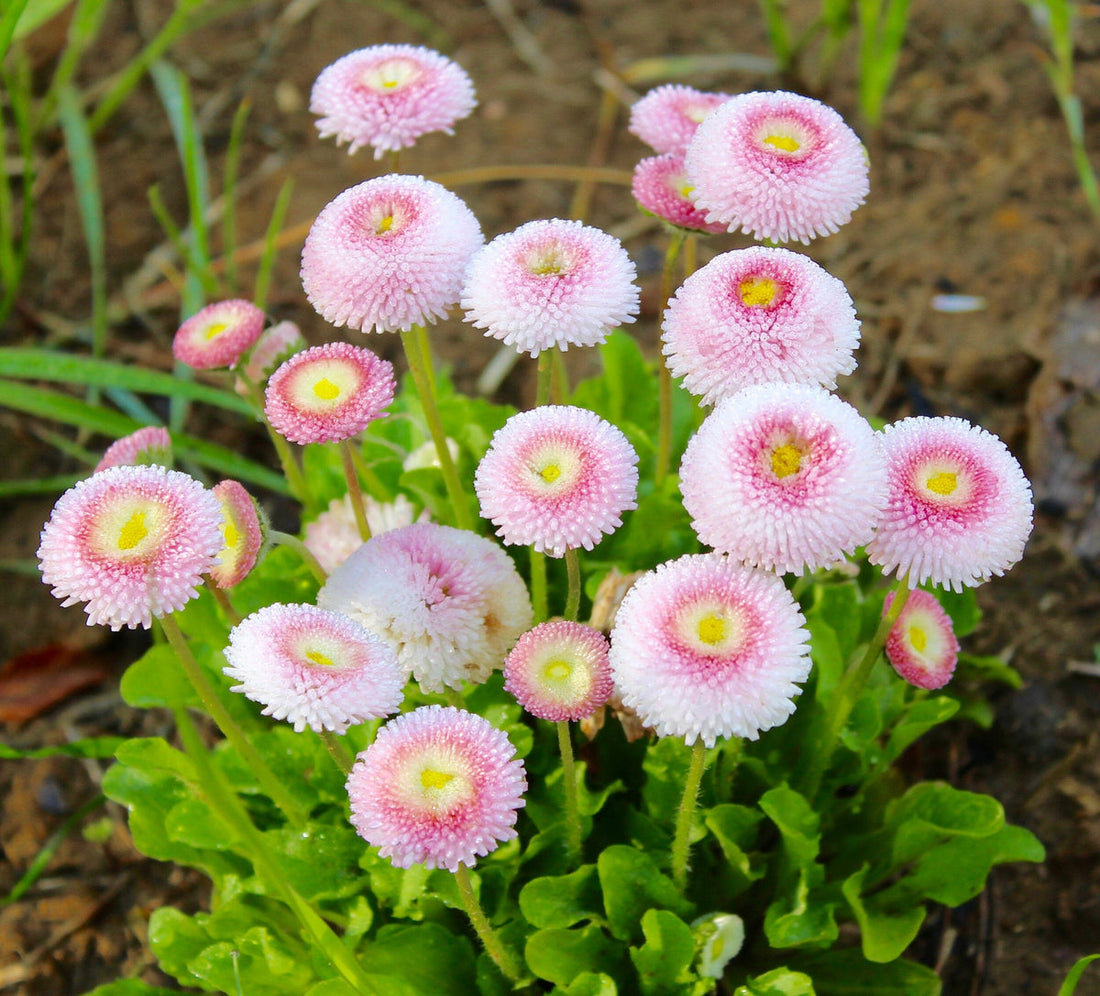 Pink And flower seeds
