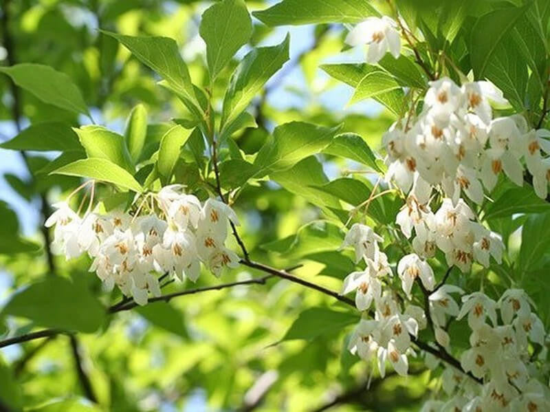 Styrax Benzoin flower seeds