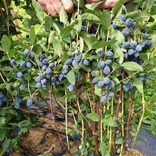 blue haskap seeds