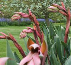 Beschorneria Plant Growing in Ornamental Container