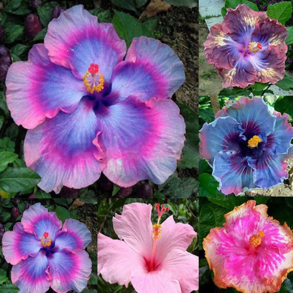 Hibiscus Colorful flower seeds