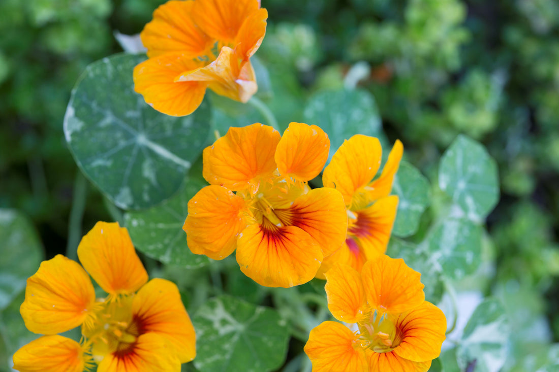 Nasturtium flower seeds