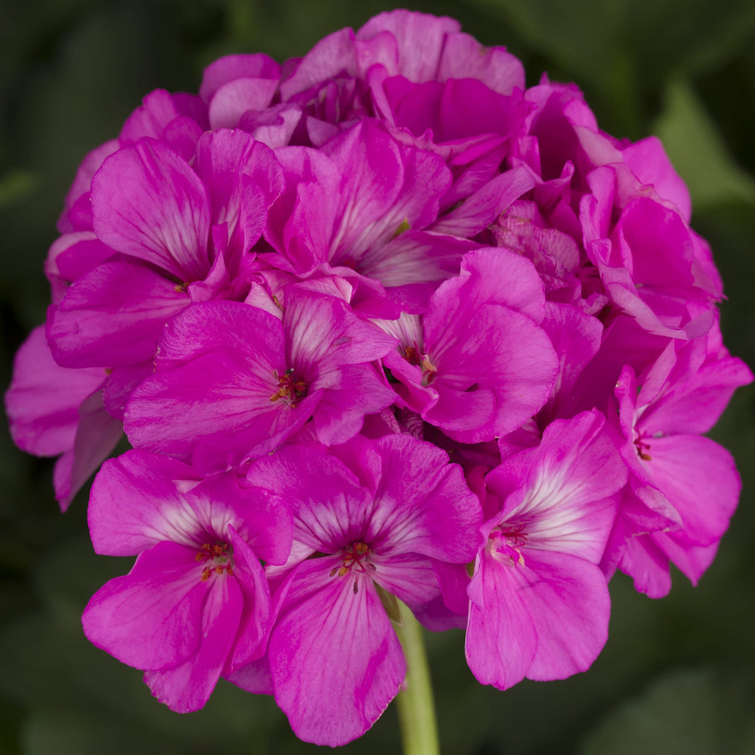 Pink Big flower seeds