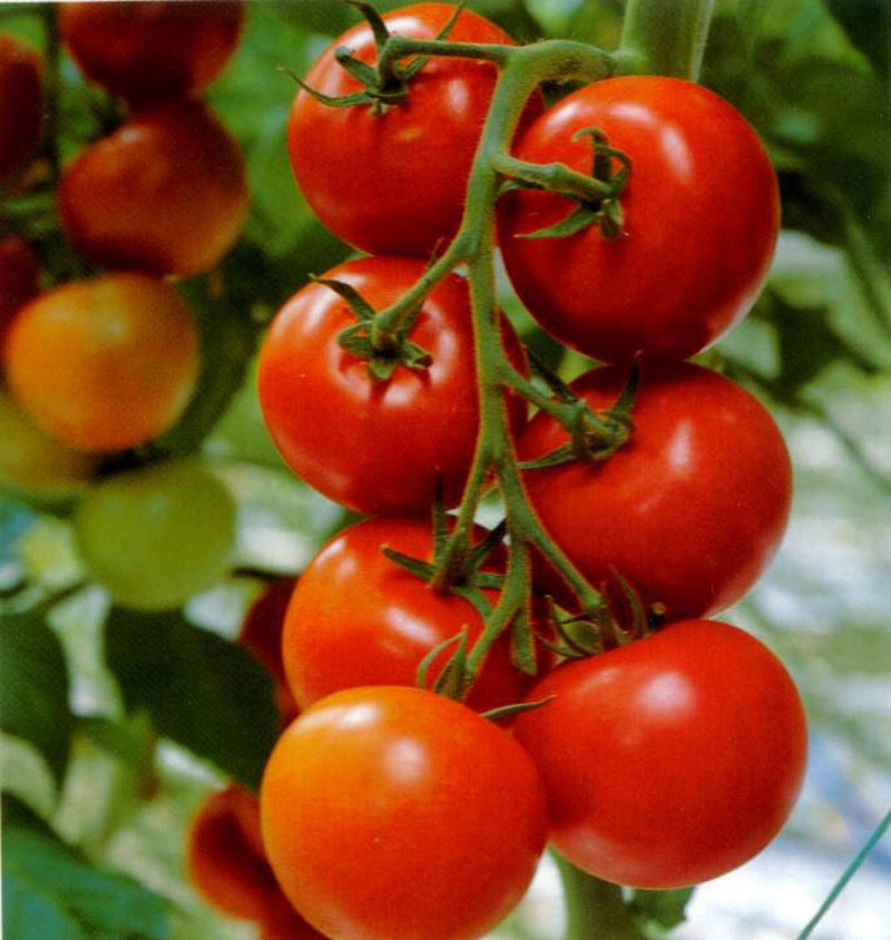 Big Tomato Vegetable Seeds for Planting – Heirloom Non-GMO Garden Seeds