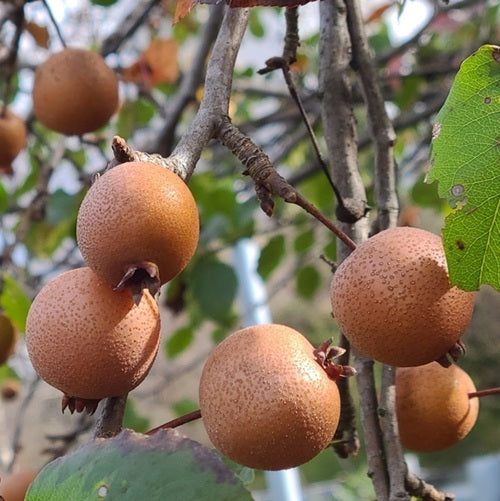 Birchleaf Pear Tree Seeds for Planting – Heirloom Non-GMO Garden Seeds