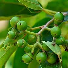 Bird Lime Fruit Seeds for Planting featuring a Cordia dichotoma tropical tree with broad green foliage and clusters of small yellowish fruits