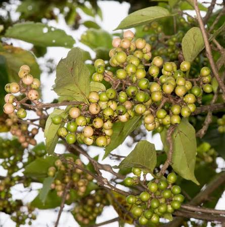 Bird Lime Fruit Seeds for Planting featuring a Cordia dichotoma tropical tree with broad green foliage and clusters of small yellowish fruits
