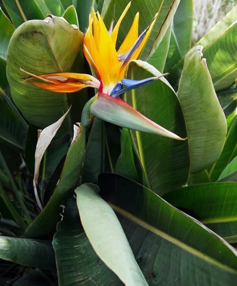 Yellow Strelitzia flower seeds