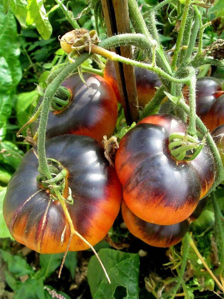 Black Orange Tomato Seeds