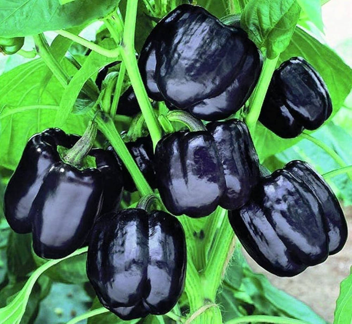 Black Bell Pepper Seeds