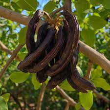 Black Carob Tree Seeds for Planting – Heirloom Non-GMO Garden Seeds