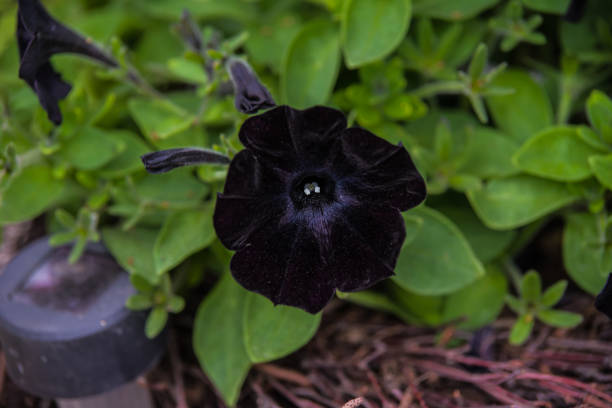 Black Cherry Petunia flowers with deep burgundy and near-black blooms growing in a garden